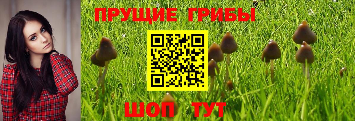 Амурск  Псилоцибиновые грибы Magic Shrooms  Вход с VPN  Галлюциногенные грибы прущие грибы 